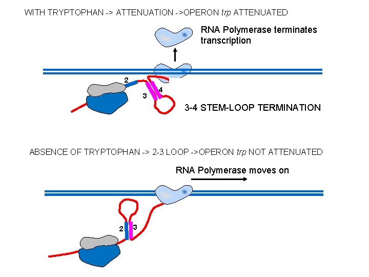 WITH TRYPTOPHAN -> ATTENUATION ->OPERON trp ATTENUATED RNA Polymerase terminates transcription 2 3 4