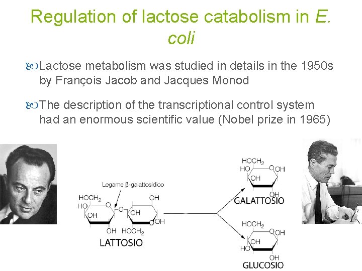 Regulation of lactose catabolism in E. coli Lactose metabolism was studied in details in