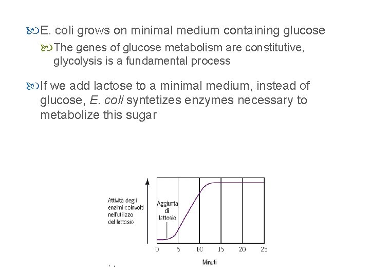  E. coli grows on minimal medium containing glucose The genes of glucose metabolism