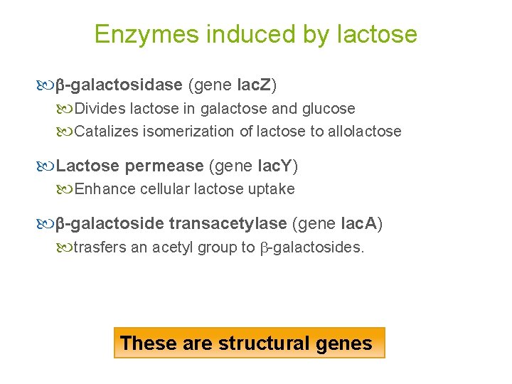 Enzymes induced by lactose b-galactosidase (gene lac. Z) Divides lactose in galactose and glucose