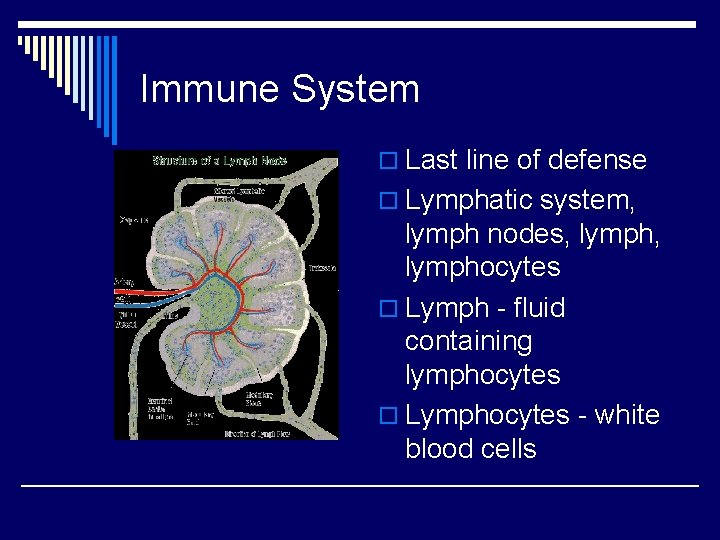 Immune System o Last line of defense o Lymphatic system, lymph nodes, lymphocytes o