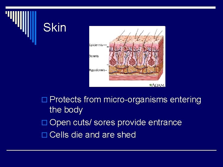 Skin o Protects from micro-organisms entering the body o Open cuts/ sores provide entrance