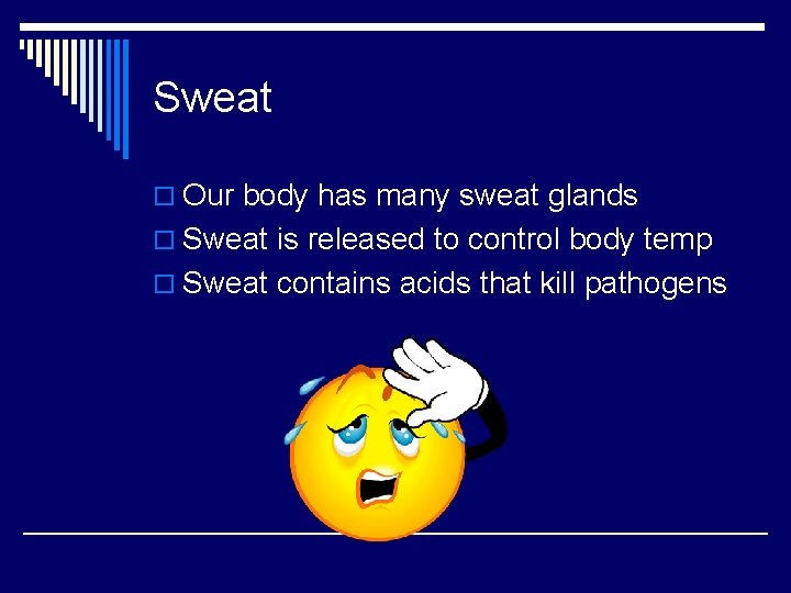 Sweat o Our body has many sweat glands o Sweat is released to control