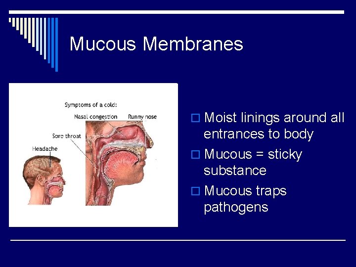 Mucous Membranes o Moist linings around all entrances to body o Mucous = sticky