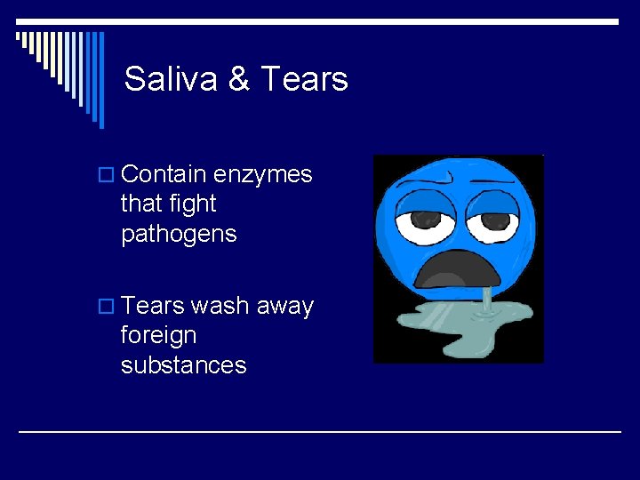 Saliva & Tears o Contain enzymes that fight pathogens o Tears wash away foreign