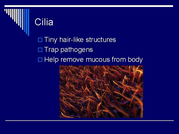 Cilia o Tiny hair-like structures o Trap pathogens o Help remove mucous from body