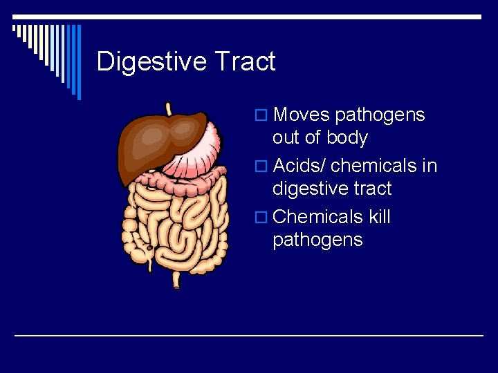 Digestive Tract o Moves pathogens out of body o Acids/ chemicals in digestive tract