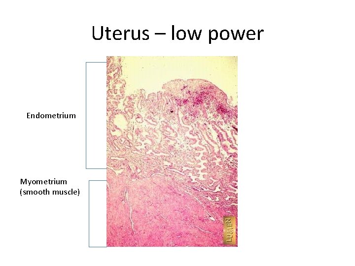 Uterus – low power Endometrium Myometrium (smooth muscle) 