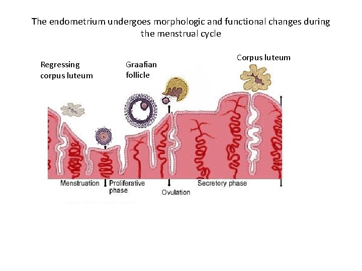 The endometrium undergoes morphologic and functional changes during the menstrual cycle Regressing corpus luteum
