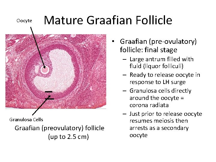 Oocyte Mature Graafian Follicle • Graafian (pre-ovulatory) follicle: final stage Granulosa Cells Graafian (preovulatory)