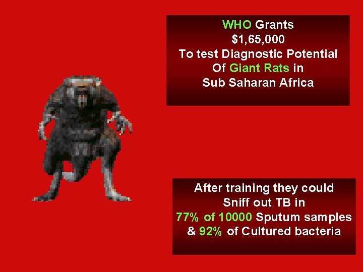 WHO Grants $1, 65, 000 To test Diagnostic Potential Of Giant Rats in Sub