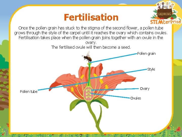 Fertilisation Once the pollen grain has stuck to the stigma of the second flower,
