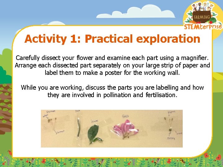Activity 1: Practical exploration Carefully dissect your flower and examine each part using a