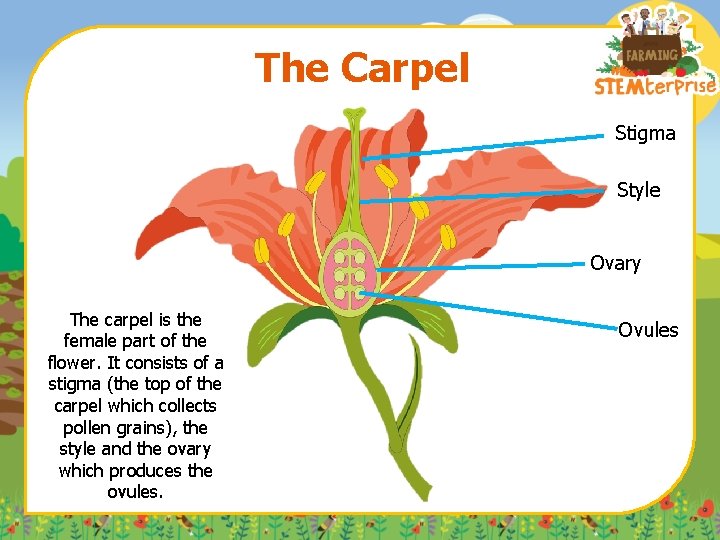 The Carpel Stigma Style Ovary The carpel is the female part of the flower.