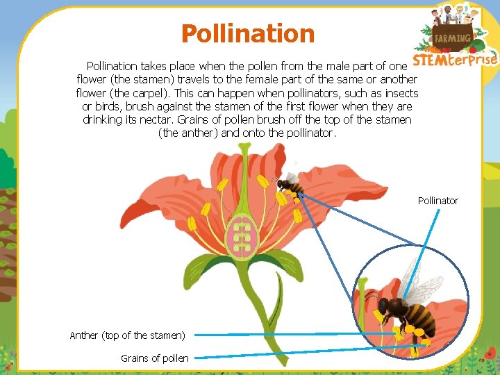 Pollination takes place when the pollen from the male part of one flower (the