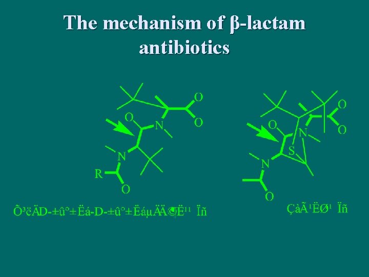 The mechanism of β-lactam antibiotics 