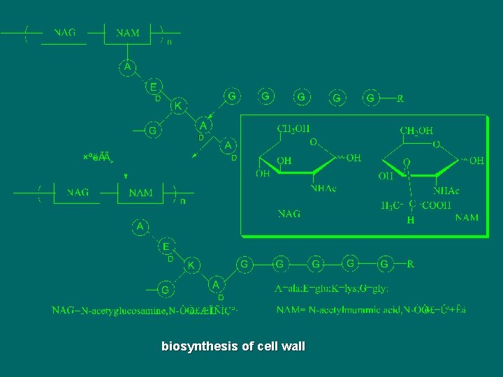 biosynthesis of cell wall 