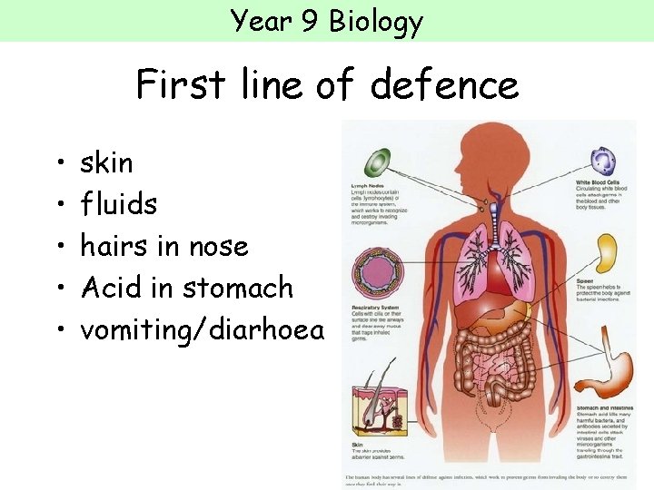 Year 9 Biology First line of defence • • • skin fluids hairs in