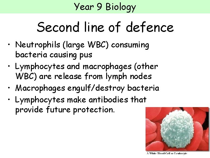 Year 9 Biology Second line of defence • Neutrophils (large WBC) consuming bacteria causing