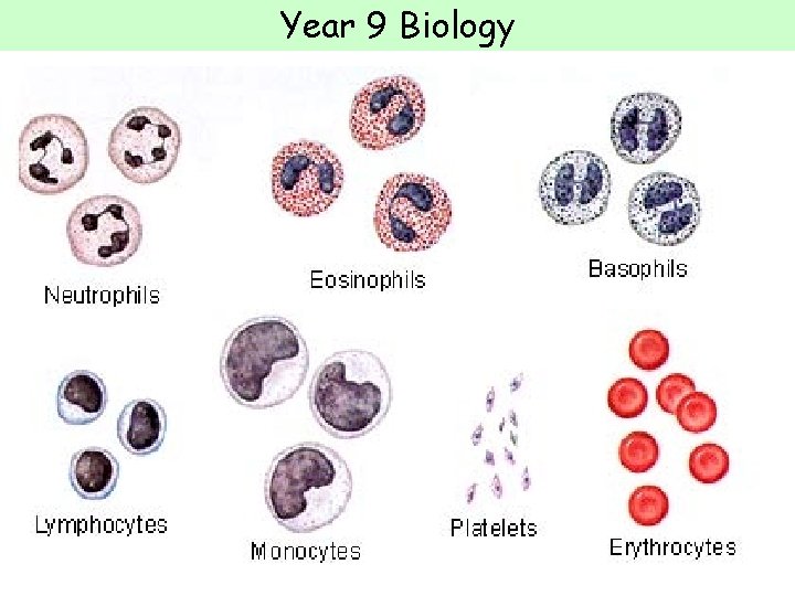 Year 9 Biology 