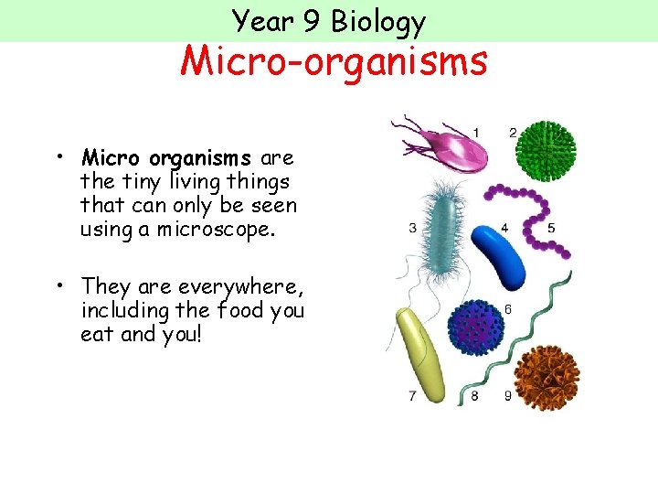 Year 9 Biology Micro-organisms • Micro organisms are the tiny living things that can