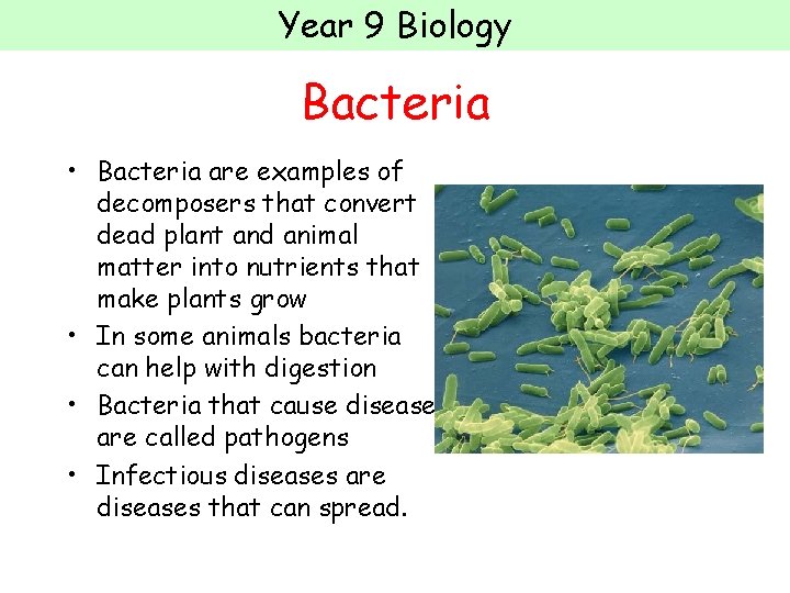 Year 9 Biology Bacteria • Bacteria are examples of decomposers that convert dead plant