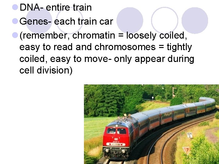 l DNA- entire train l Genes- each train car l (remember, chromatin = loosely