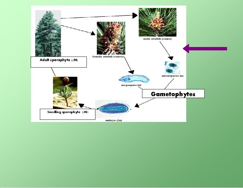 Adult sporophyte (2 N) Gametophytes Seedling sporophyte (2 N) 