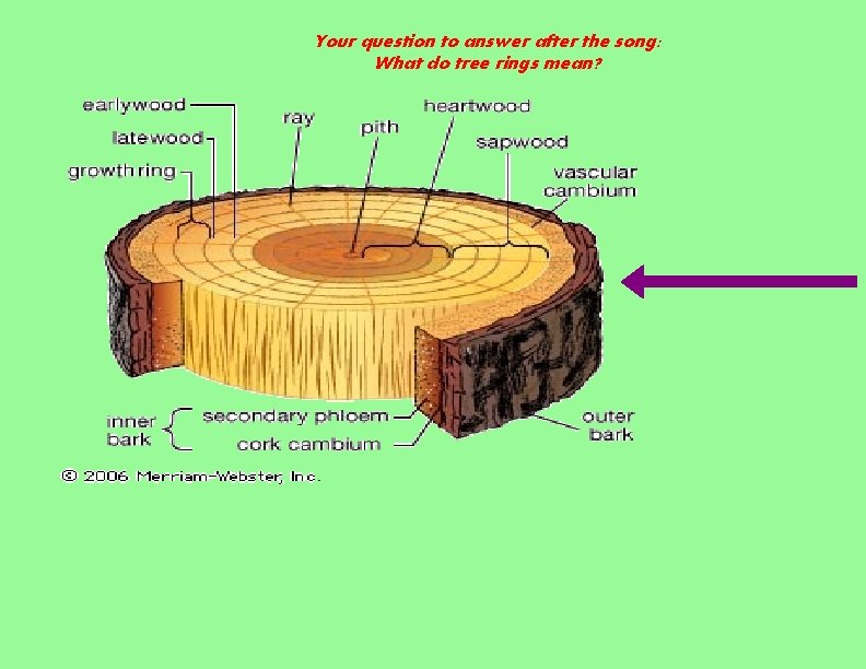 Your question to answer after the song: What do tree rings mean? 