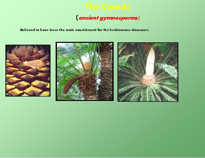 The Cycads (ancient gymnosperms) Believed to have been the main nourishment for the herbivorous
