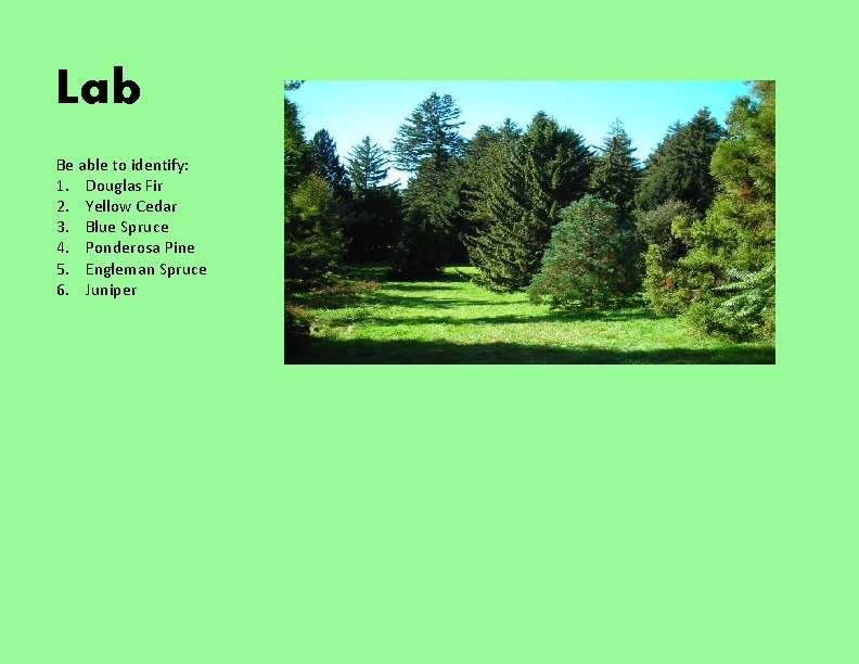 Lab Be able to identify: 1. Douglas Fir 2. Yellow Cedar 3. Blue Spruce