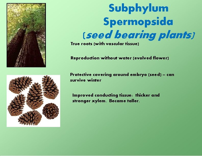 Subphylum Spermopsida (seed bearing plants) True roots (with vascular tissue) Reproduction without water (evolved