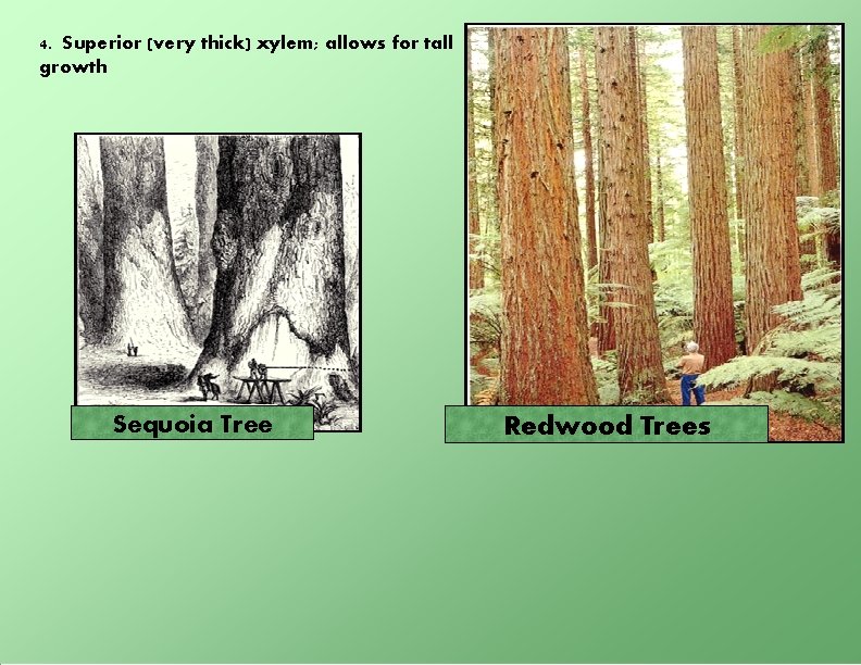 4. Superior (very thick) xylem; allows for tall growth Sequoia Tree Redwood Trees 