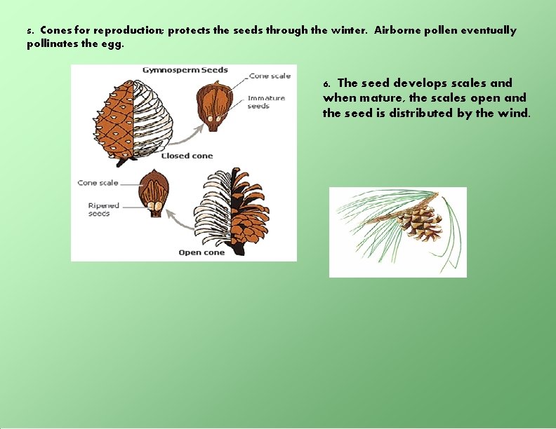 5. Cones for reproduction; protects the seeds through the winter. Airborne pollen eventually pollinates