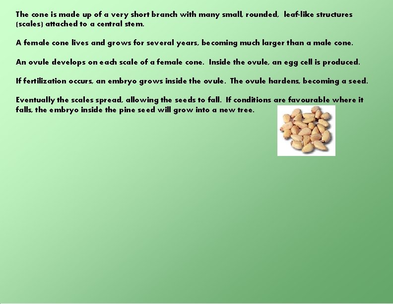 The cone is made up of a very short branch with many small, rounded,