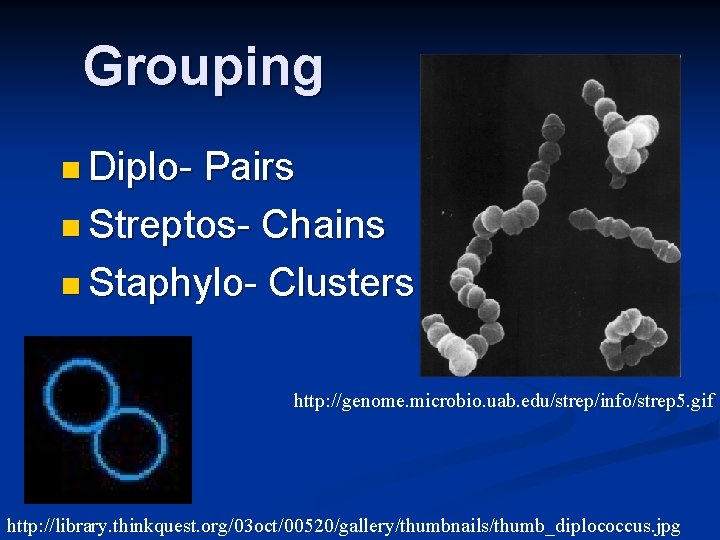 Grouping n Diplo- Pairs n Streptos- Chains n Staphylo- Clusters http: //genome. microbio. uab.