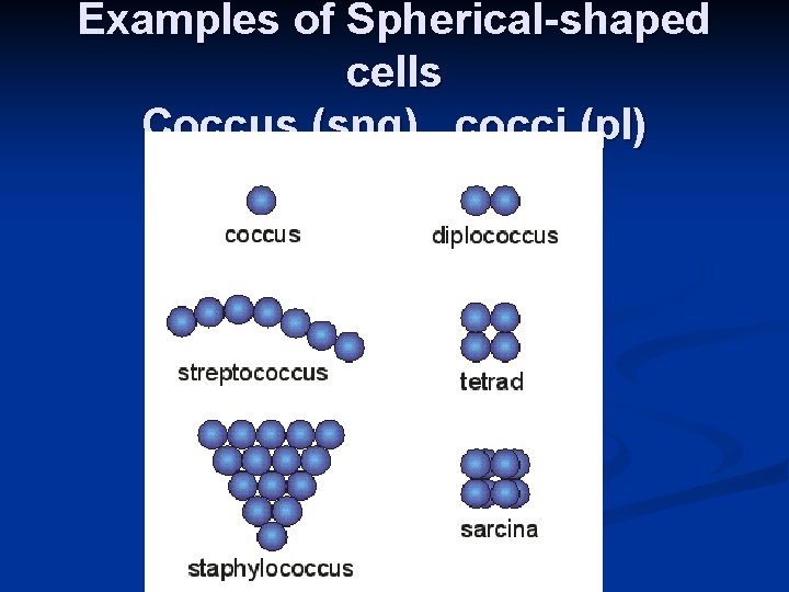 Examples of Spherical-shaped cells Coccus (sng) , cocci (pl) 
