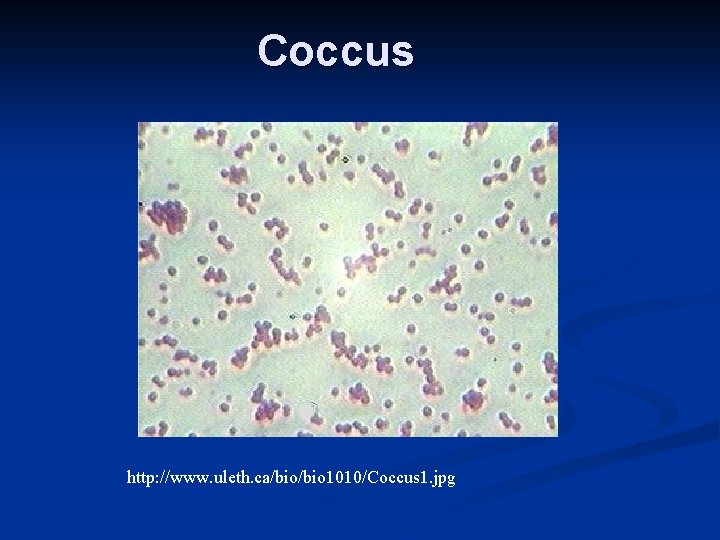 Coccus http: //www. uleth. ca/bio 1010/Coccus 1. jpg 