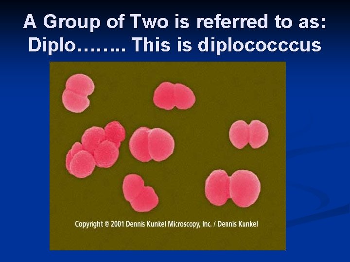 A Group of Two is referred to as: Diplo……. . This is diplococccus 
