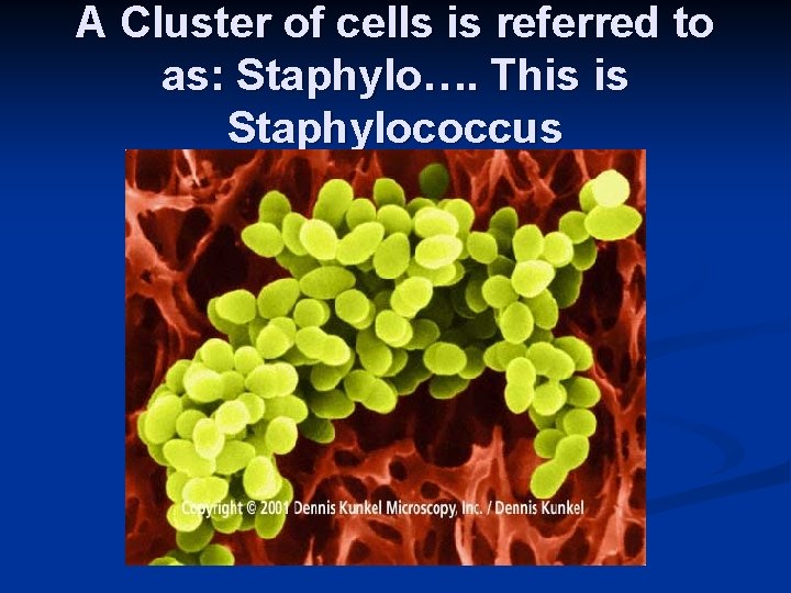 A Cluster of cells is referred to as: Staphylo…. This is Staphylococcus 