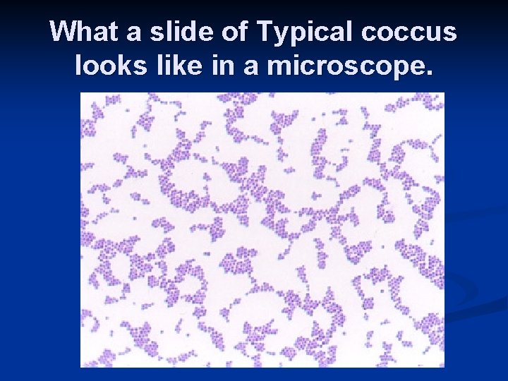 What a slide of Typical coccus looks like in a microscope. 