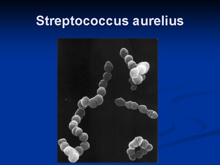 Streptococcus aurelius 