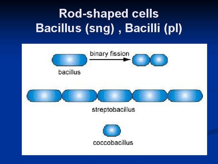 Rod-shaped cells Bacillus (sng) , Bacilli (pl) 