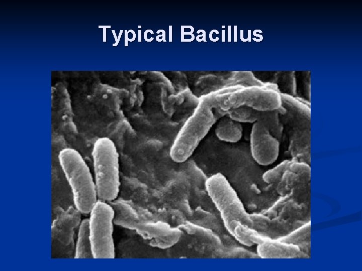 Typical Bacillus 