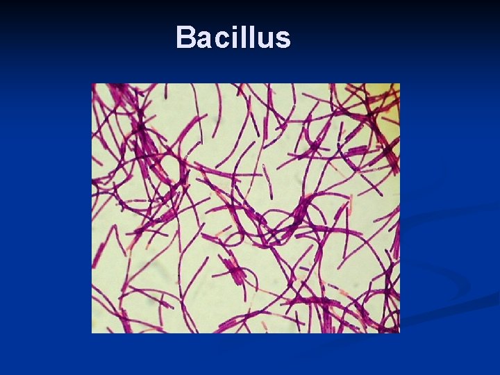 Bacillus 