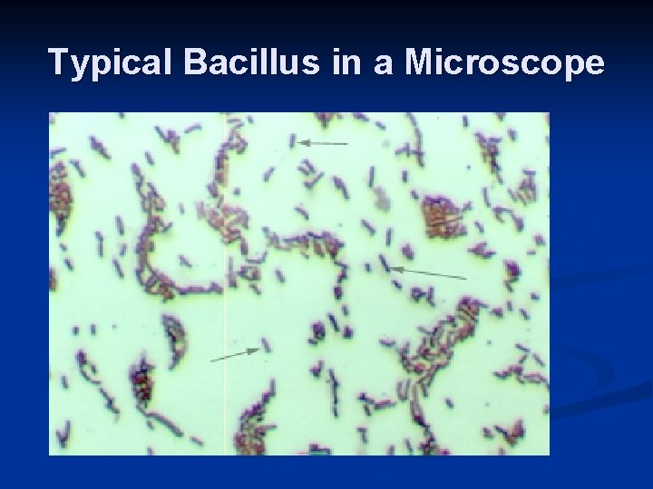 Typical Bacillus in a Microscope 