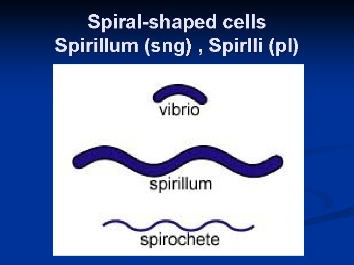 Spiral-shaped cells Spirillum (sng) , Spirlli (pl) 