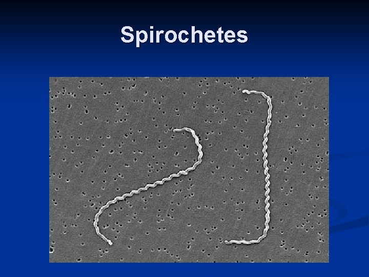 Spirochetes 