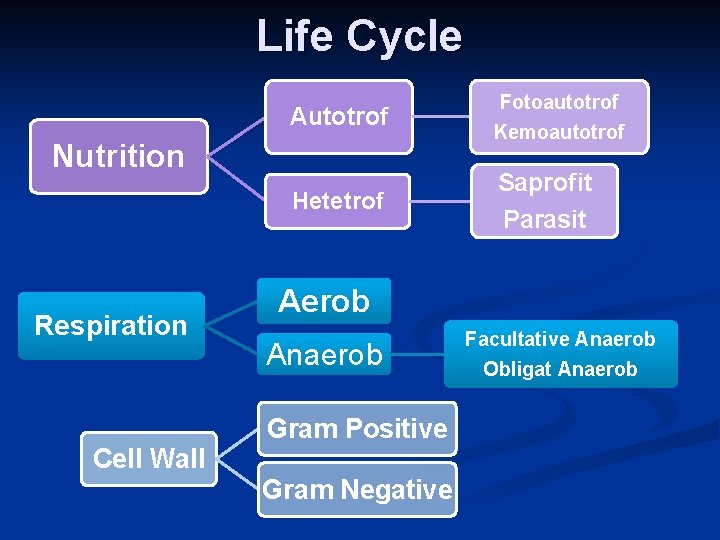 Life Cycle Autotrof Fotoautotrof Kemoautotrof Hetetrof Saprofit Parasit Nutrition Respiration Aerob Anaerob Gram Positive