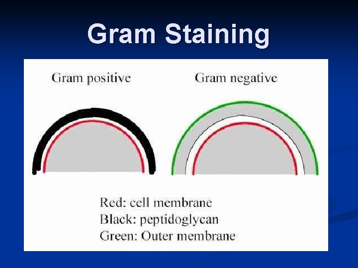 Gram Staining 